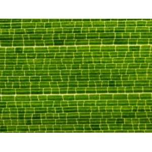  Backlit Close up of a Bamboo Leaf, Fragesia Species 