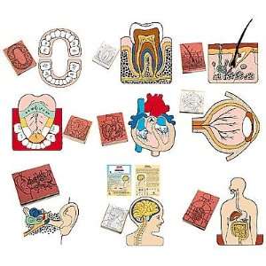   All 9 Anatomy Rubber Stamper Kits W Teachers Guides 