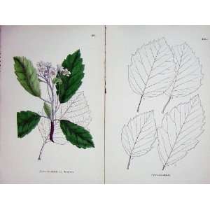  1902 Botany Colour Pyrus Rotundifolia Decipiens Plant 