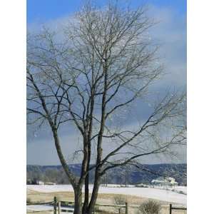  Branches of a Tree Sparkle in the Sunlight, Waynesboro, Pennsylvania 