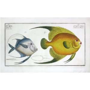  Marcus E Bloch Fish Print   Moonfish Lookdown & Angelfish 