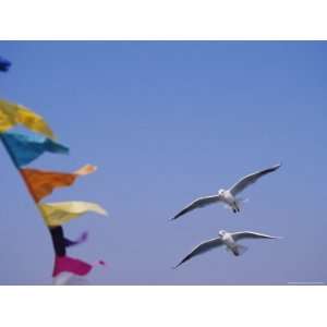  Gulls Fly over Colorful Flags in Bombay Photographic 