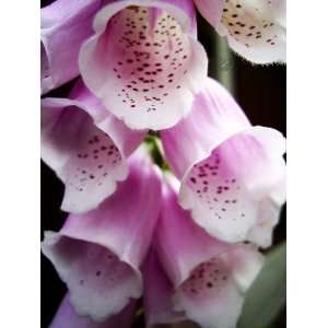  1000 PINK & PURPLE FOXGLOVE MIX Digitalis Purpurea Flower 
