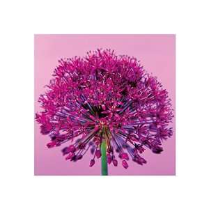  Bruce Teleky BT6560068 Pink Allium   Poster by Juliet 