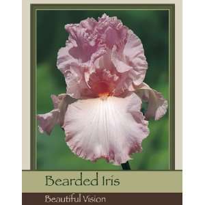  Bearded Iris Beautiful Vision Patio, Lawn & Garden