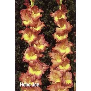 Hobo Joe Super Gladiolus 10 Bulbs Shipping begins 01/07 