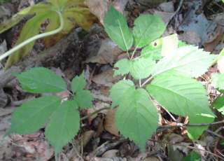 100 Hardy American Ginseng Seeds Grow Fresh Wild Roots  