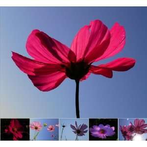  Miette Michie Photography Note Cards Cosmos Office 