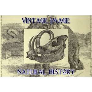 5cm x 5cm (3 x 2) Acrylic Keyring Key Ring Vintage Natural History 