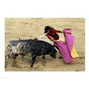  High angle view of a matador fighting with a bull, Spain 