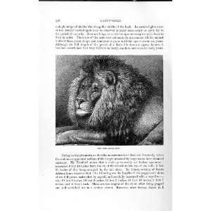  NATURAL HISTORY 1893 94 CARNIVORE CAPE MANED LION