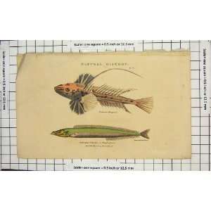  1809 FISH DRAGONET SAND LAUNCE NATURAL HISTORY COLOUR 