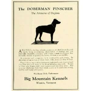  1926 Ad Big Mountain Kennels Doberman Pinscher Dog VT 