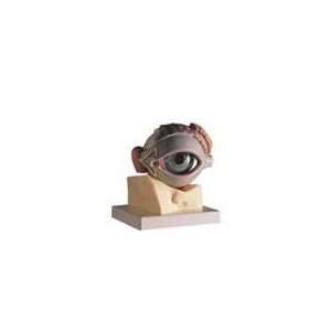 3B® Eye with Eyelid Model  Industrial & Scientific