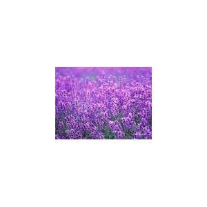  500g Dried Organic Lavender flower