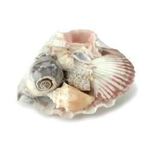  U.S. Shell Sea Shells In Lions Paw Shell 12/Pkg 690605; 3 