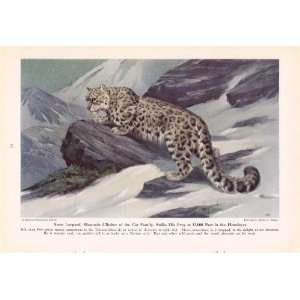  1943 Snow Leopard   King of Cats and His Court   Vintage 