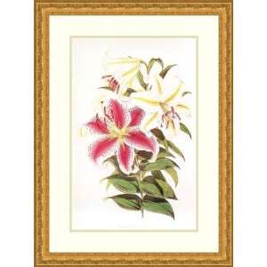  Parkmans Lily by Walter Fitch   Framed Artwork