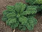   Curled Scotch Kale (200 Seeds) EARLY VERY HARDY & PRODUCTIVE  
