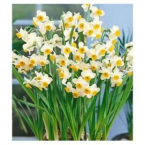  Paperwhites   Chinese Sacred Lily Patio, Lawn & Garden
