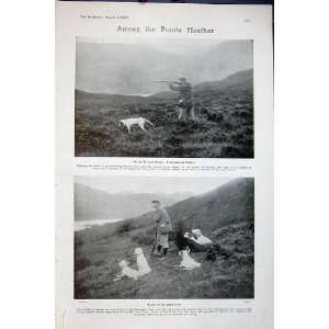 1907 Scotland Moors Shooting Dogs Pointer Heather Sport  