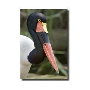  Saddlebilled Stork Giclee Print