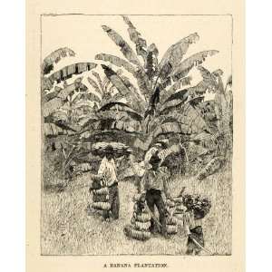 1888 Wood Engraving Banana Plantation Trees Harvest Workers Costa Rica 