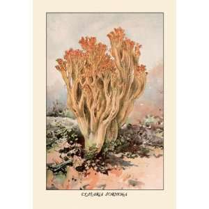  Exclusive By Buyenlarge Clavaria Formosa 12x18 Giclee on 