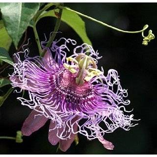   Passion Flower   Passiflora   Indoors / Out   Potted   Easter Plant