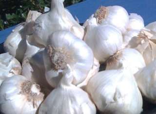 California Garlic Seed Bulbs Second Oder can Ship Free Bulk Order 
