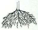 Mycorrhiza + Trichoderma + Bacteria soil Inoculant 1 oz  