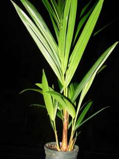 You are bidding on * lush strong palms with vigorous root systems 