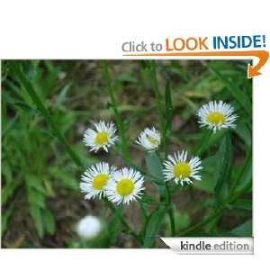 The Nature/Flower Series 06 Lifeinbible  Kindle Store
