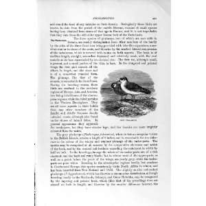   HISTORY 1895 RUFFS REEVES PLOVER BIRD PHALAROPE
