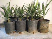 CANARY DATE PALM / PHOENIX CANARIENSIS   1 GAL SEEDLING  