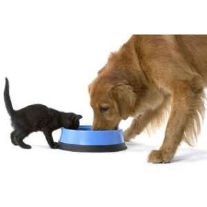  Kitten and Golden Retriever Dog Share a Bowl of Food 