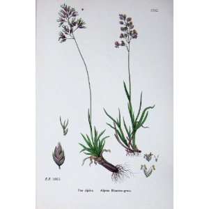    Botany Plants C1902 Alpine Meadow Grass Poa Alpina
