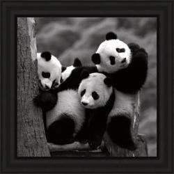 Delimont Pandas Framed Print  