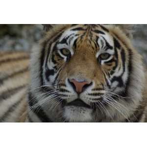  Bengal Tiger Taxidermy Photo Reference CD Sports 