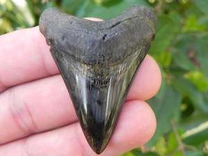 Megalodon fossil shark tooth teeth 100% REAL MEGALODON  