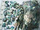 Abalone paua shell 500 grams Small size tumbled pieces 10   40mm long
