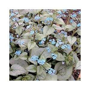  Plants   Brunnera Looking Glass PP#17,829 Patio, Lawn 