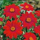Mexican Sunflower   Yellow 10 seeds