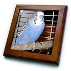 3dRose LLC Birds   Blue Parakeet   Framed Tiles