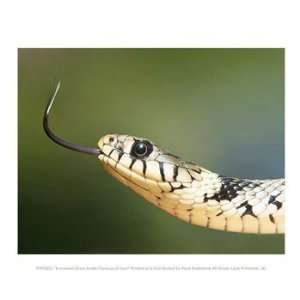  European Grass Snake Closeup of Face 10.00 x 8.00 Poster 