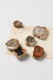 Petrified Wood Magnets   Anthropologie
