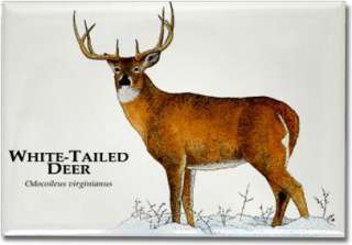 White Tailed Deer Art Collectible Refrigerator Magnet  