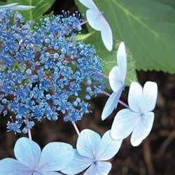 Hydrangea, Blue Bird, Blue flowers, Two 1 gallon plants  