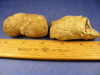 FOSSILS  TWO LARGE THICK ALLIGATOR COPROLITES  RARE  