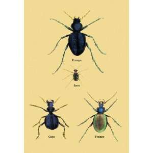  Beetles of Java France Cape and Europe #2 12x18 Giclee on 